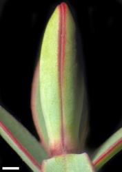 Veronica biggarii. Leaf bud with no sinus. Scale = 1 mm.
 Image: W.M. Malcolm © Te Papa CC-BY-NC 3.0 NZ